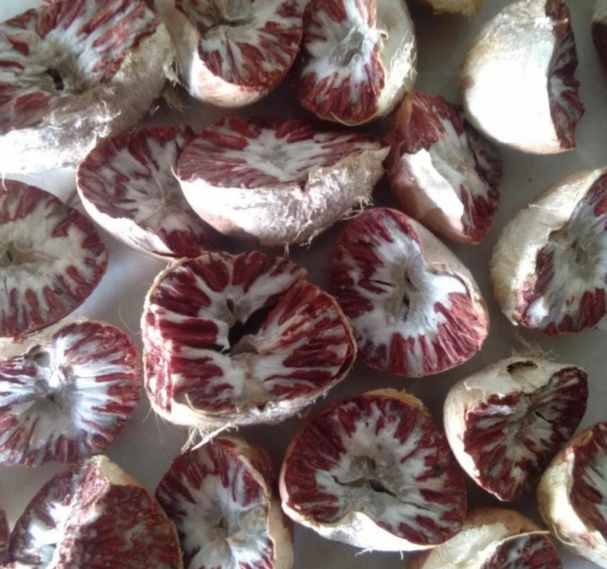 Areca betel  nuts from Indonesia